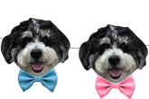 Two versions of a pet's head wearing a bow tie, one in blue and one in pink, indicating a gender reveal party theme.